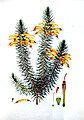 Erica grandiflora