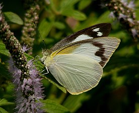 Ventral view (female)