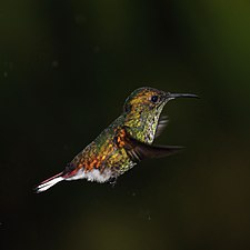 male, Cinchona, Costa Rica