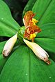 Costus malortieanus