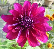 Woodland Merinda Dahlia