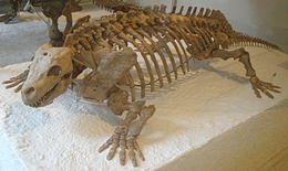 Diadecteksen rekonstruoitu luuranko. (American Museum of Natural History)