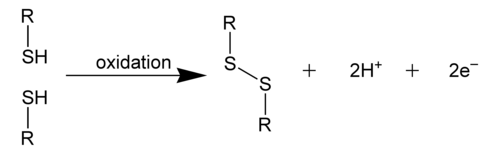 500px-Disulfide-bond.png