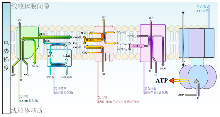 Electron transport chain zh ml.svg