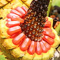 Encephalartos retieffii の大胞子葉（黄色）と種子（赤色）