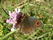 Erebia cassioides