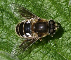 Самиця Eristalis arbustorum