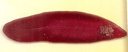 Fasciola hepatica (Linnaeus, 1758) 2013 001