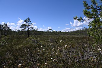 Fjällmossen i slutet av juni 2015.