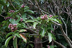 Blomstrende tonkabønnetræ i Mount Coot-tha Botanic Gardens, Brisbane