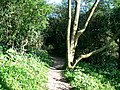 Footpath to Chosen Hill