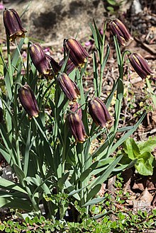 Fritillaria-assyriaca-habitus.jpg