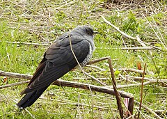 Обикновена кукувица (C. canorus)