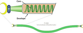 Schemazeichnung Captovirus