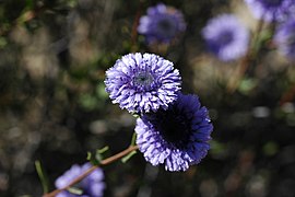 Γλοβουλαρία η άλυπος (Globularia alypum), Περιοχή Νέου Μαρμαρά, Σιθωνία, Χαλκιδική