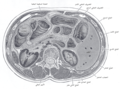 Transverse section through the middle of the first lumbar vertebra, showing the relations of the pancreas.