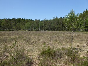 Gröna mossen i Surketjärnens norra del den 1 juni 2023