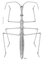 Hydrometra strigosa, espèce australienne, dessin de Des Helmore.