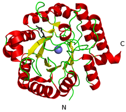 Hydroxymethylglutaryl-CoA-Lyase