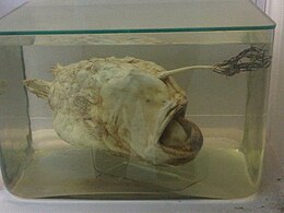 Himantolophus groenlandicus a londoni Természettudományi Múzeumban