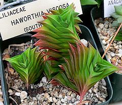 Description de l'image Haworthia viscosa 1.jpg.
