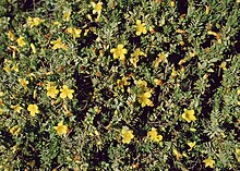 Hypericum aegypticum 2.jpg