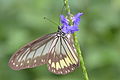 Ideopsis vitrea (commons, cat)