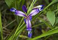 Iris graminea