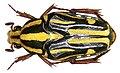 Ixorida regia Fabricius, 1801 (3814025675). 
 jpg