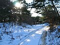 A country road after a winter snowfall