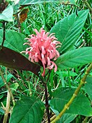 Justicia carnea