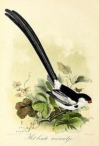 Keulemans 1869