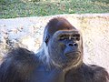 Gorille (Gorilla gorilla)