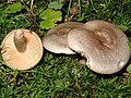 !Lactarius pyrogallus!