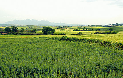 Sant Fruitós de Bages (Bages), 4 de maig de 2005