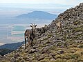 Mountain goats grazing Latir Peak in midsummer