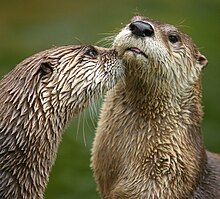 A North American river otter is licking the chin of another of its kind