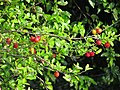 Cereza venezolana (Malpighia emarginata)