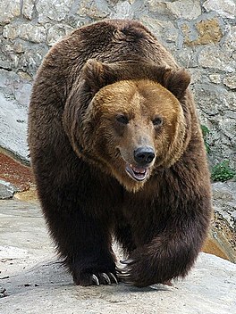 In brune bear (Ursus arctos).