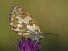 Melanargia galathea bottom MichaD.jpg