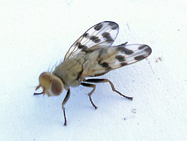 Melieria crassipennis