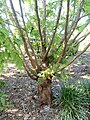 Metasequoia glyptostroboides (cultivated under synonym name "M. honshuenensis")