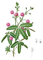 Miniatura para Mimosa pudica