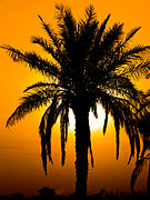 Palm and sunset in Minoo Island