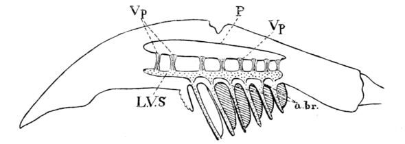 カブトガニ類の後体付属肢と循環系を示した断面図。6枚の蓋板のうち後5枚が書鰓をもつ。