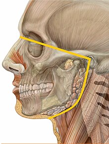 The orofacial pain region: "pain localized to the region above the neck, in front of the ears and below the orbitomeatal line, as well as pain within the oral cavity; [including] pain of dental origin and temporomandibular disorders". Orofacial pain Lateral head skull.jpg
