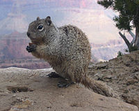 <b> OtospermophilusVariegatusGrandCanyon.jpg </b>