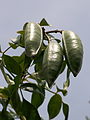 Plody Pandorea jasminoides
