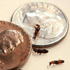 Paederus beetles with US penny and dime