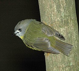 Висвистувач австралійський (Tregellasia capito)